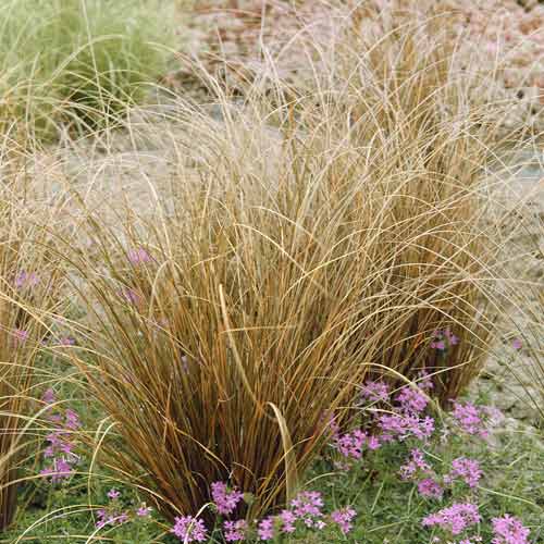 1 buc, Rogoz (Carex) Red Rooster PBR, C3 - Puieți: Mod de ambalare: 1 buc