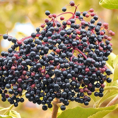 1 buc, Soc negru - Răsaduri: Mod de ambalare: 1 buc