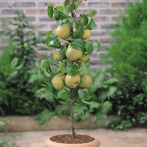 1 buc, Păr columnar Condo - Puieți: Mod de ambalare: 1 buc