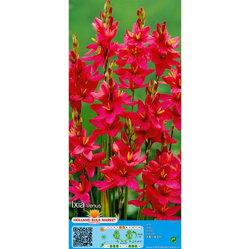 10 buc, Ixia Venus - Bulbi: Mod de ambalare: 10 buc