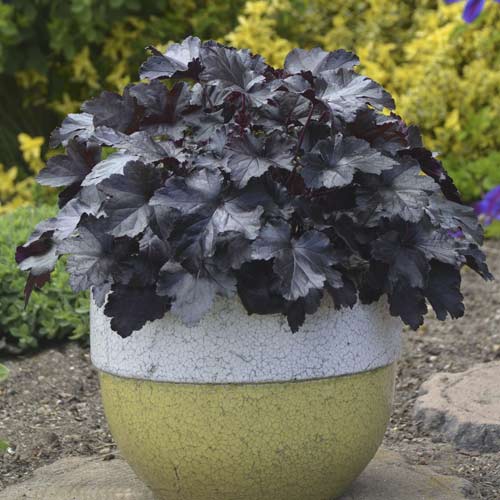 1 buc, Clopoțel (Heuchera) Black Pearl, C2 - Puieți: Mod de ambalare: 1 buc