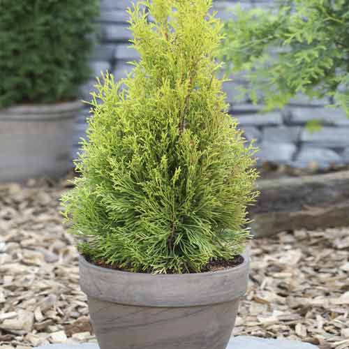 1 saz, Tůje západní Smaragd, C2 - : Monžstvo balíkov: 1 saz