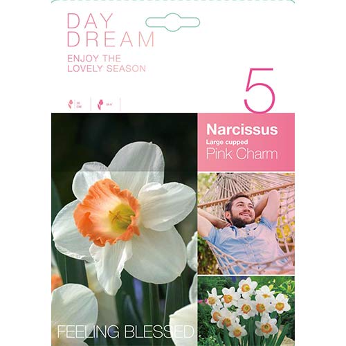 5 kus, Narcis Pink Charm - : Monžstvo balíkov: 5 kus