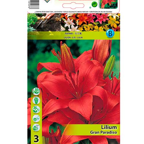 2 db, Liliom Gran Paradiso - Hagymák: Mod de ambalare: 2 db