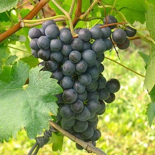 1 db, Szőlő Saint Laurent - Dugványok: Mod de ambalare: 1 db