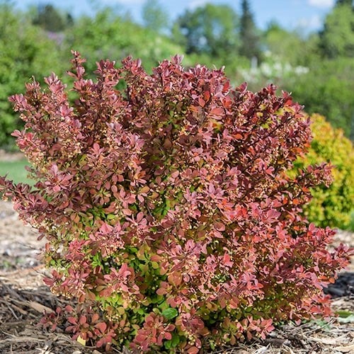 1 none, Berberitze Thunberga Pink Perfection - Setzlinge: Ilość w opakowaniu: 1 none