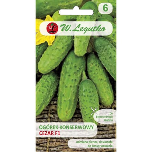 1 szt, Gurke Cezar F1 - Samen: Ilość w opakowaniu: 5 g
