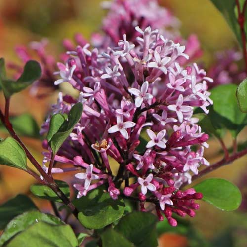 1 Pflanze(n), Edelflieder Red Pixie, C2 - Setzlinge: Ilość w opakowaniu: 1 Pflanze(n)