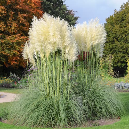 1 Pflanze(n), Pampasgras White Feather, С2 - Setzlinge: Ilość w opakowaniu: 1 Pflanze(n)