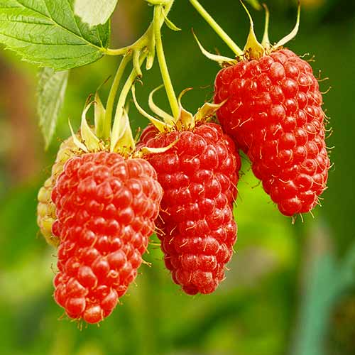 1 Pflanze(n), Himbeer-Brombeer Tayberry Medana, Р9 - Setzlinge: Ilość w opakowaniu: 1 Pflanze(n)