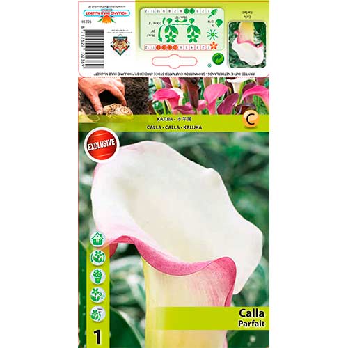 1 szt, Calla Parfait - Stauden: Ilość w opakowaniu: 1 Stück