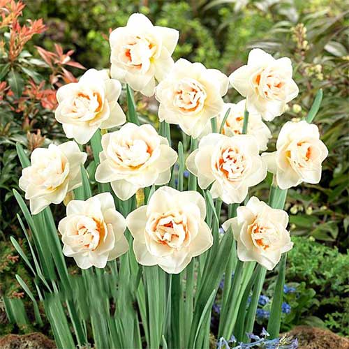 5 Stück, Volle Narzisse Flower Parade - Blumenzwiebeln: Ilość w opakowaniu: 5 Stück