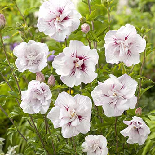 1 Stück, Garteneibisch China Chiffon - Stauden: Ilość w opakowaniu: 1 Stück