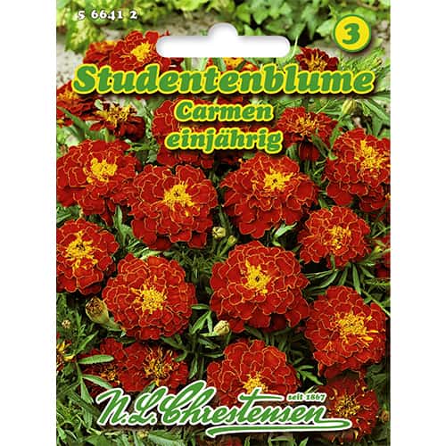 1 szt, Studentenblume Carmen - Samen: Ilość w opakowaniu: 1 Stück