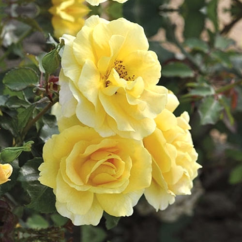 Rosa floribunda Urban Fashion , С3 - Plântulas: Ilość w opakowaniu: 1 plant