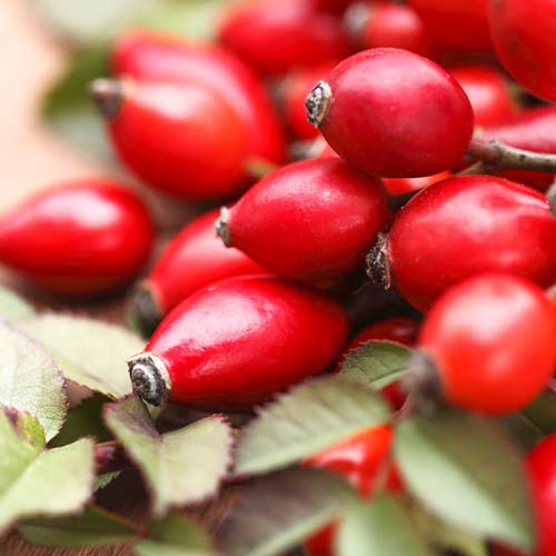 1 sadz, Róża dzika Desert - Sadzonki: Ilość w opakowaniu: 1 sadz