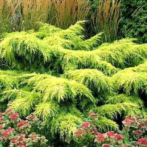 1 sadz, Jałowiec Pfitzera Gold Star - Sadzonki: Ilość w opakowaniu: 1 sadz