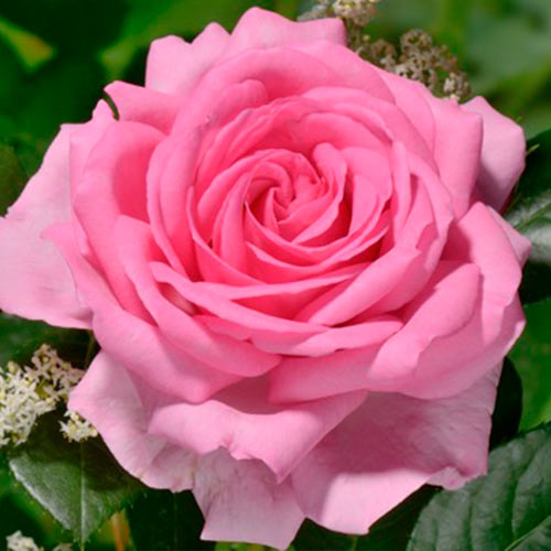 1 sadz, Róża wielkokwiatowa Ghitta - Sadzonki: Ilość w opakowaniu: 1 sadz