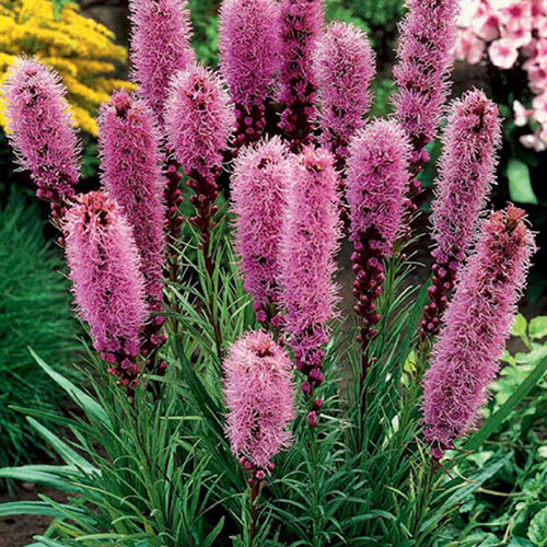 8 kłącza, Liatra Spicata - : Ilość w opakowaniu: 8 kłącza