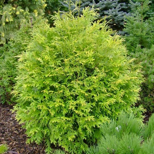 1 szt., Żywotnikowiec japoński Aurea - Sadzonki: Ilość w opakowaniu: 1 szt.