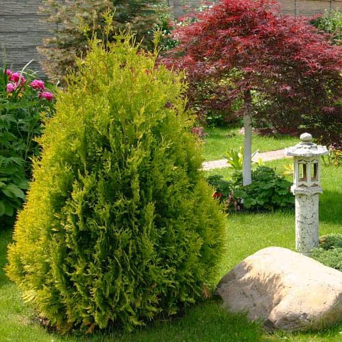 1 szt., Żywotnik zachodni (Thuja) Sunkist - Sadzonki: Ilość w opakowaniu: 1 szt.