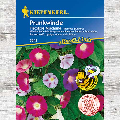 1 szt, Wilec purpurowy Tricolor, mieszanka - Nasiona: Ilość w opakowaniu: 1 opak