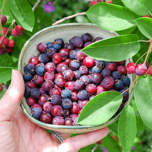 1 sadz, Świdośliwa Brilliance - Sadzonki: Ilość w opakowaniu: 1 sadz