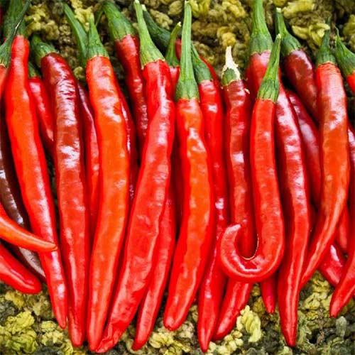 1 szt, Papryka ostra De Cayenne, nasiona - Nasiona: Ilość w opakowaniu: 0.5 g