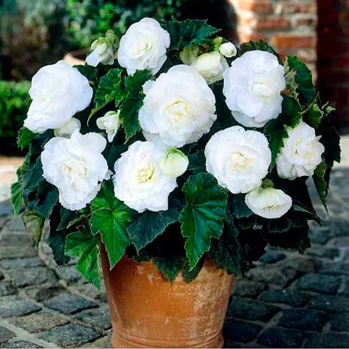 1 szt, Begonia bulwiasta drobnokwiatowa o pędach zwisających Pendula F1, biała - Nasiona: Ilość w opakowaniu: 0,05 g