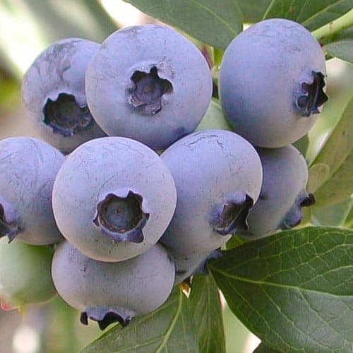 1 sadz, Borówka amerykańska Ozarkblue - Sadzonki: Ilość w opakowaniu: 1 sadz