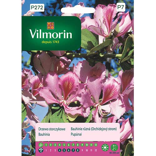 1 szt, Drzewo storczykowe (Bauhinia) Vilmorin - Nasiona: Ilość w opakowaniu: 6 g
