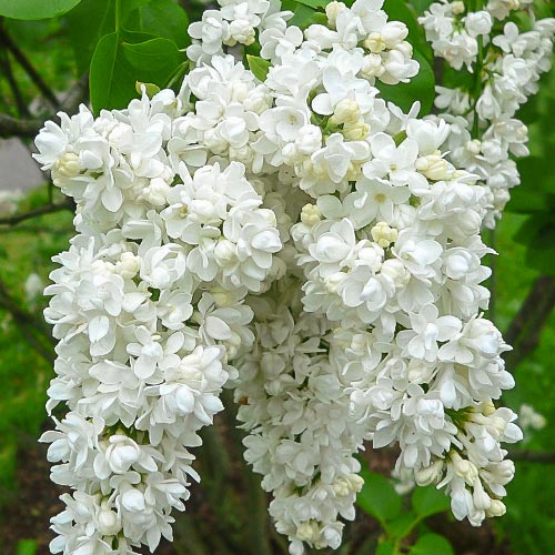 1 sadz, Lilak (Bez) Miss Ellen Willmot - Sadzonki: Ilość w opakowaniu: 1 sadz