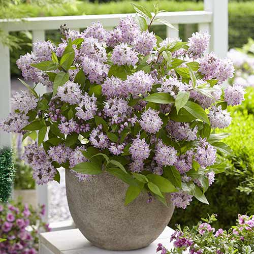 1 sadz, Żylistek Rosea Plena - Sadzonki: Ilość w opakowaniu: 1 sadz