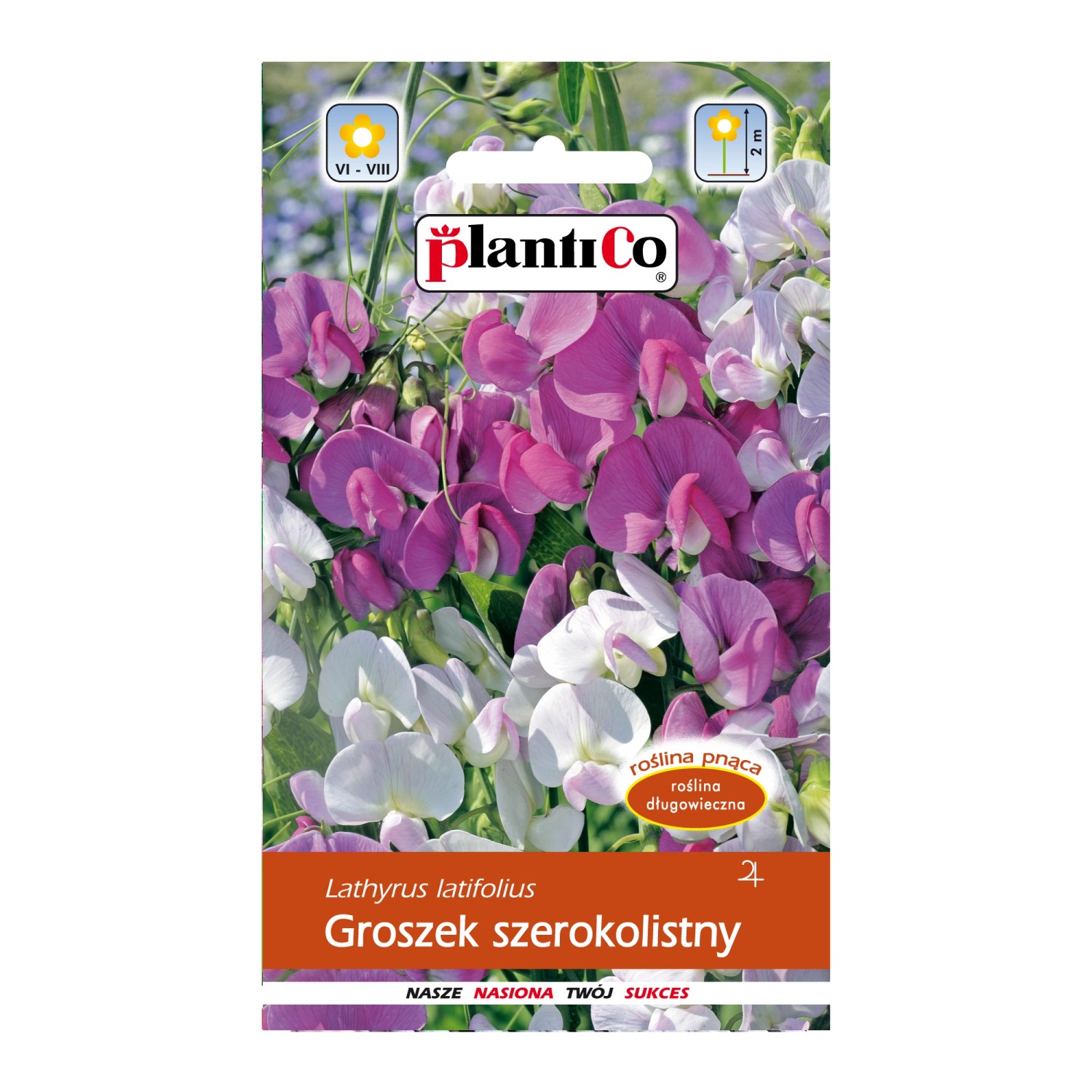 Groszek szerokolistny