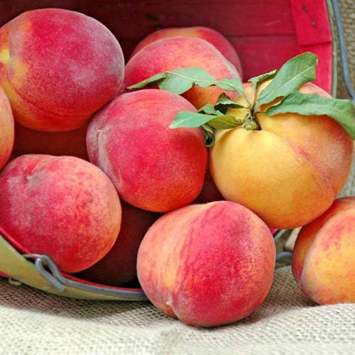 1 buc, Piersic New Sun - Puieți: Mod de ambalare: 1 buc