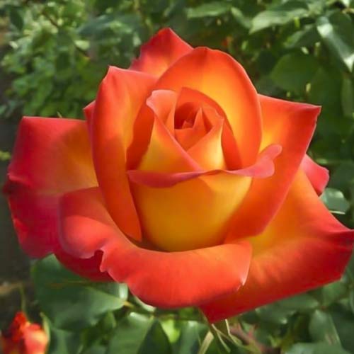 1 buc, Trandafir teahibrid Prestige de Lyon - Răsaduri: Mod de ambalare: 1 buc