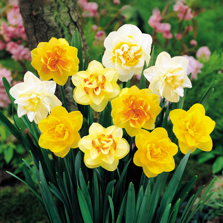 5 buc, Super-ofertă! Set de Narcise - Bulbi: Mod de ambalare: 5 buc