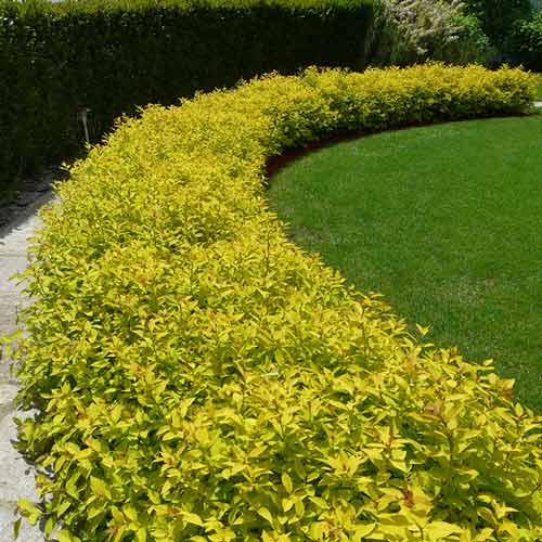 1 buc, Cununiță japonica White Gold - Puieți: Mod de ambalare: 1 buc