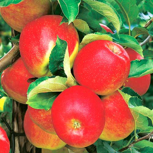 1 buc, Măr Jonagold - Puieți: Mod de ambalare: 1 buc