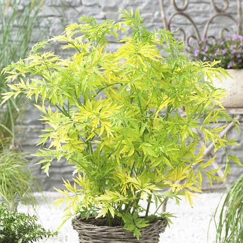 1 buc, Soc negru Golden Tower PBR, C3 - Puieți: Mod de ambalare: 1 buc