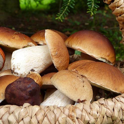 1 pac, Hrib (Mânătarcă) - : Mod de ambalare: 60 ml