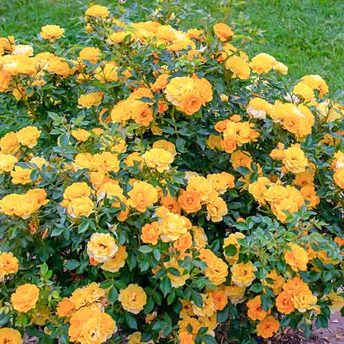 1 buc, Trandafir Lucciola - Butași: Mod de ambalare: 1 buc