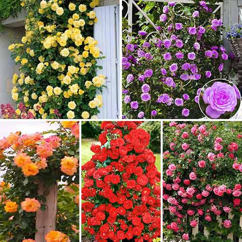 Super ofertă! Trandafiri urcători Top garden, 5 soiuri - Butași: Mod de ambalare: 5 buc