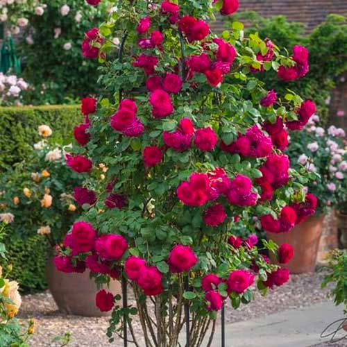 1 buc, Trandafir urcător Dark Pink - Butași: Mod de ambalare: 1 buc