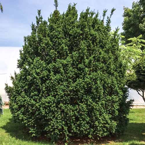 1 buc, Tisa Hicksi - Puieți: Mod de ambalare: 1 buc