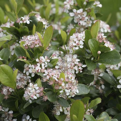 1 buc, Aronia Revontuli Spreader PBR, C3 - Puieți: Mod de ambalare: 1 buc