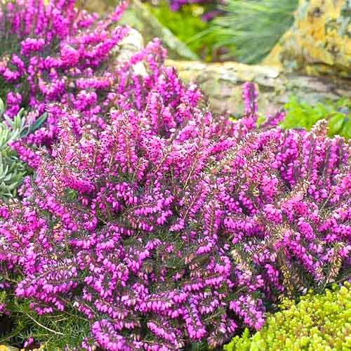 1 buc, Erica Kramer's Rote - Răsaduri: Mod de ambalare: 1 buc