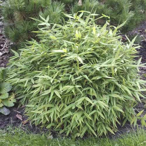 1 buc, Bambus Lolliloops PBR, C5 - Puieți: Mod de ambalare: 1 buc