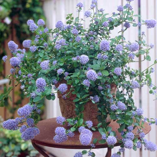1 buc, Ceanothus thyrsiflorus Repens - Răsaduri: Mod de ambalare: 1 buc