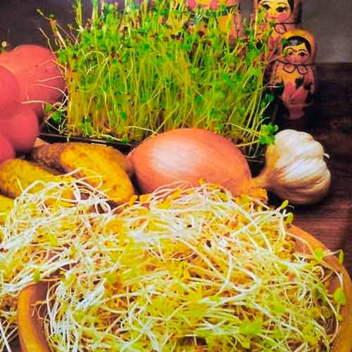 1 pac, Germeni amestec rusesc - Semințe: Mod de ambalare: 20 g